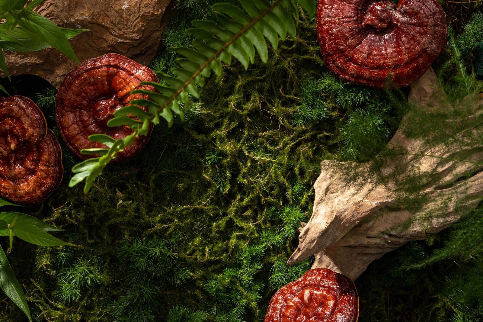 Reishi: The Mushroom of Immortality