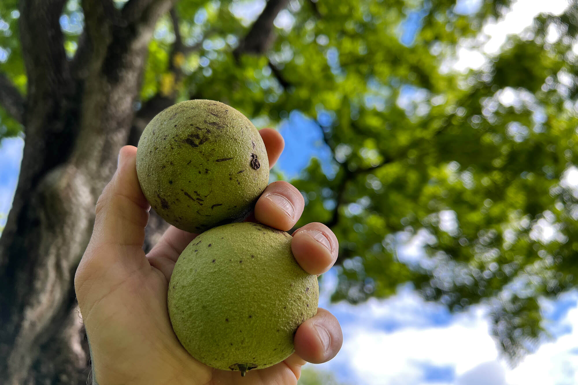 Black Walnuts for Surthrival's Black Walnut Powder