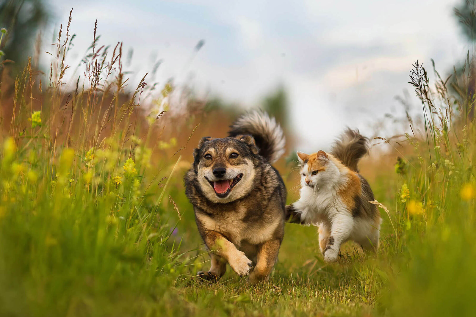 Surthrival Bovine Colostrum: A Natural Superfood for Your Pets