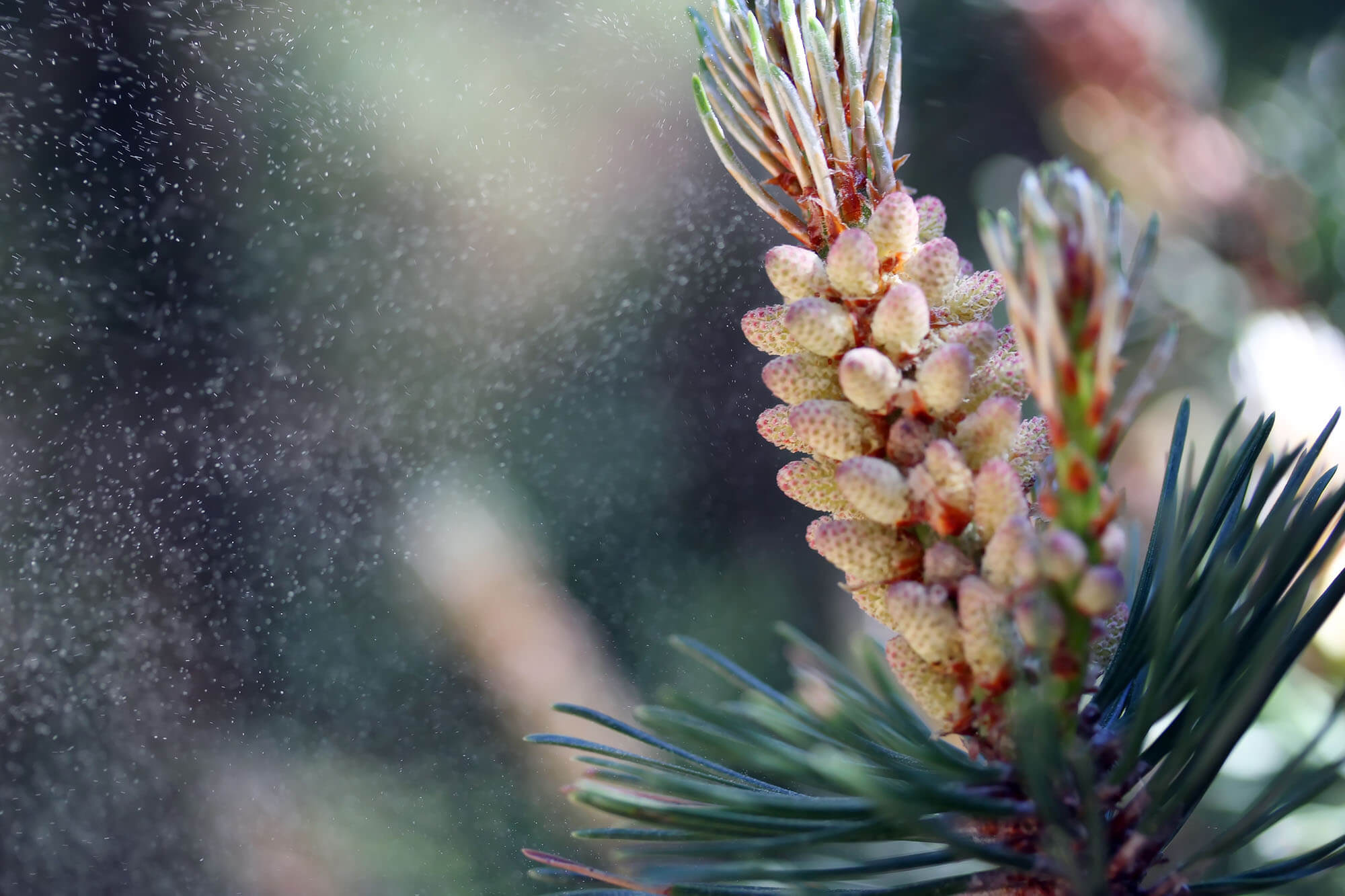Surthrival - Premium Supplements – How Will Pine Pollen Benefit You?