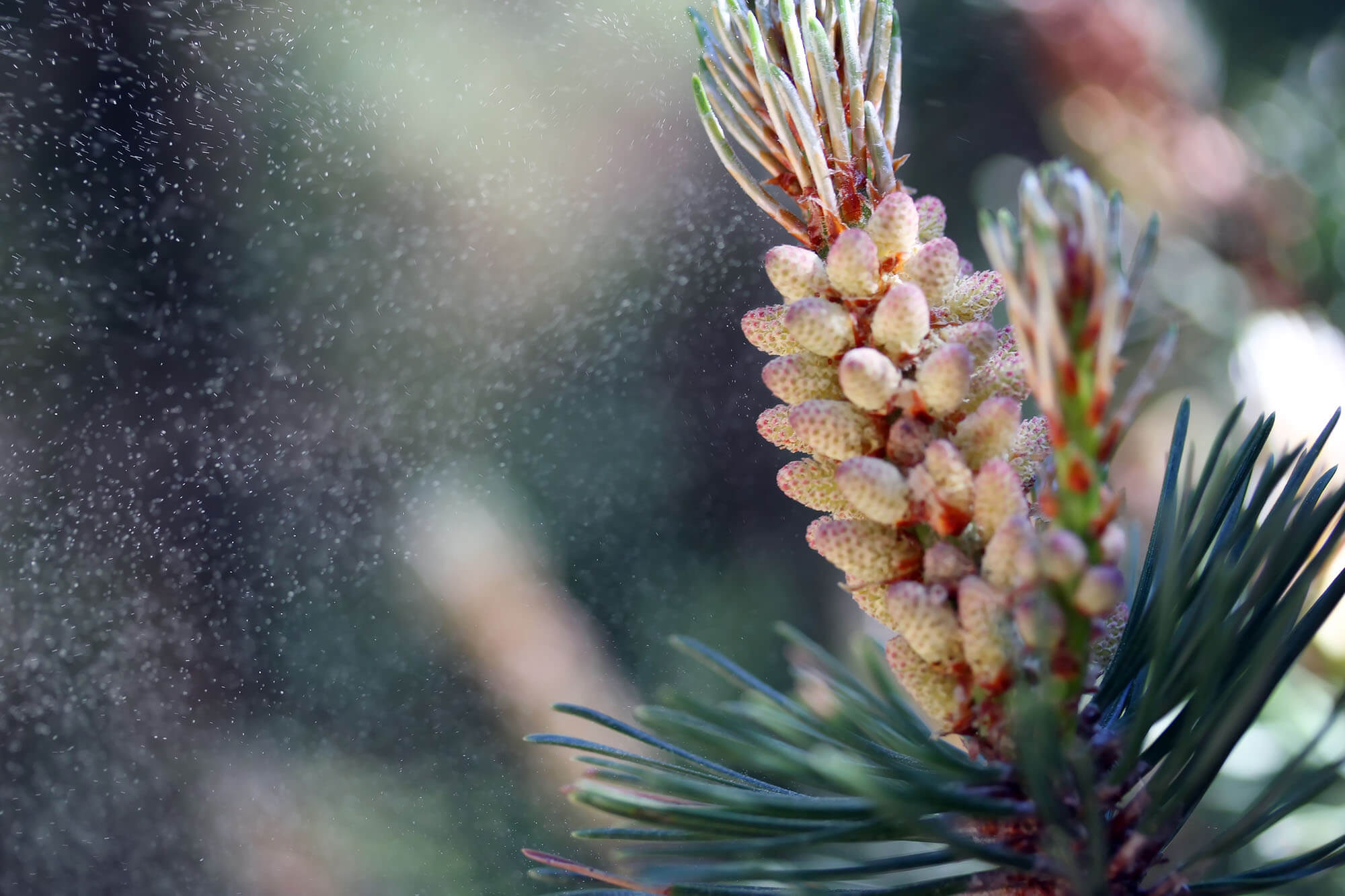 Why Choose Guozhen Pine Pollen