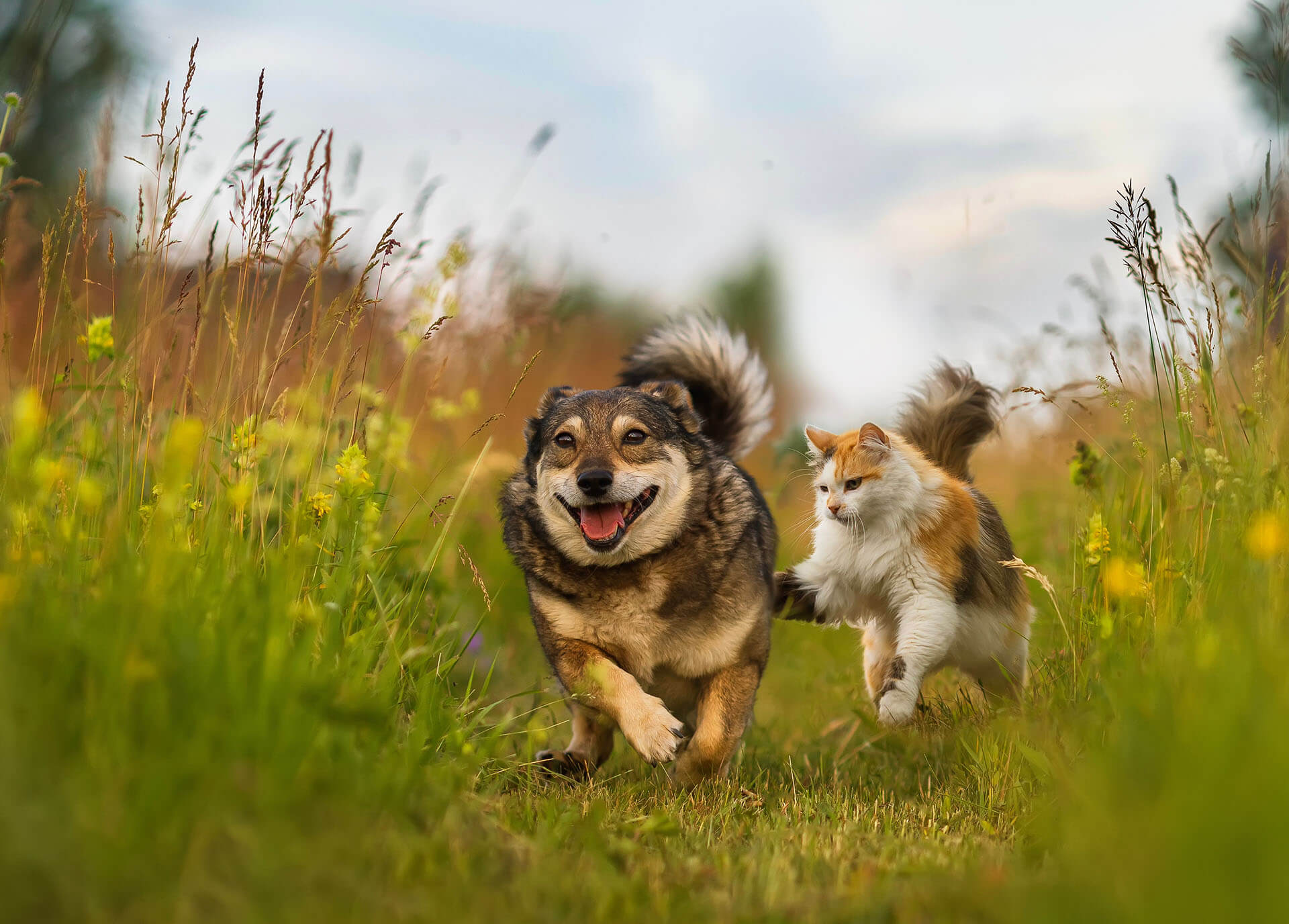 Surthrival Bovine Colostrum: A Natural Superfood for Your Pets