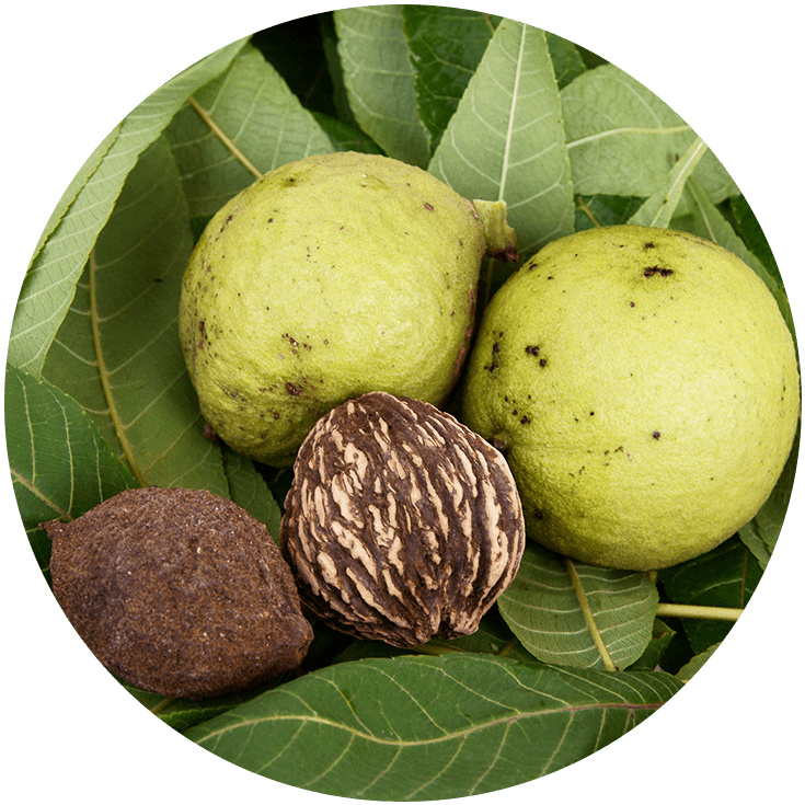 Surthrival Premium Supplements Black Walnut Protein Powder