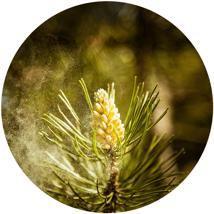 Organic Pine Pollen Powder – Divine Vitals