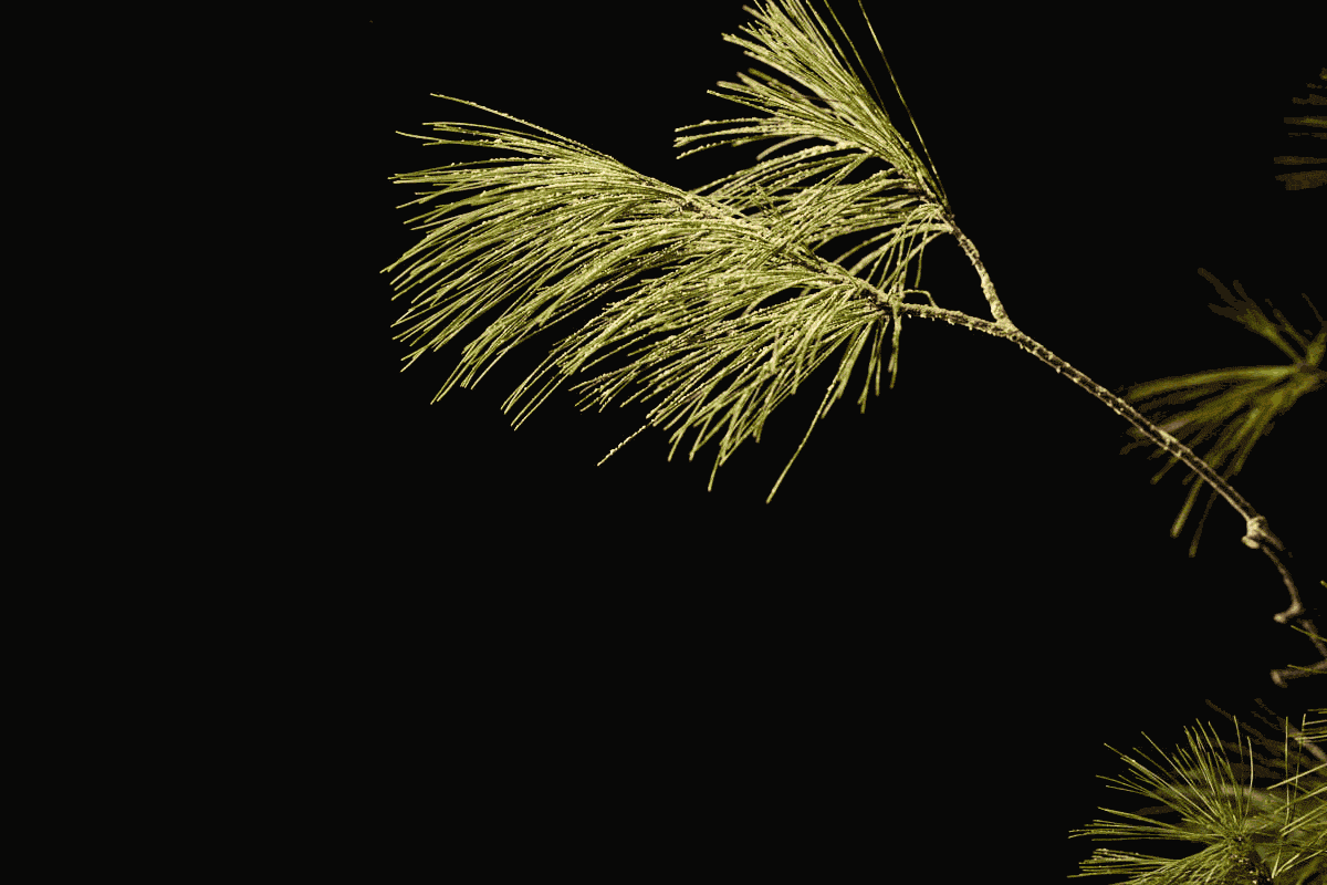 Pine pollen poudre de Surthrival, cueillie à l'état sauvage et de haute  qualité Morgen is Nu