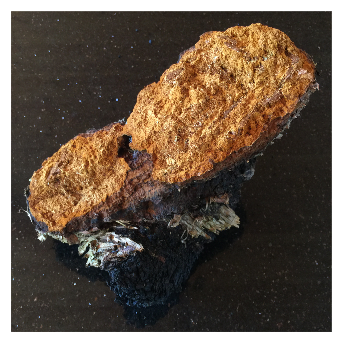 Chaga Extract - Forager&#39;s Quest
